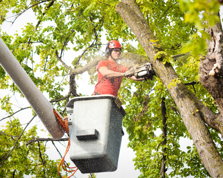 Expert Tree Service in Olathe, KS