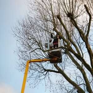 An arborist working safely in the bucket of a yellow boom truck to trim and maintain large tree branches in Olathe, KS.