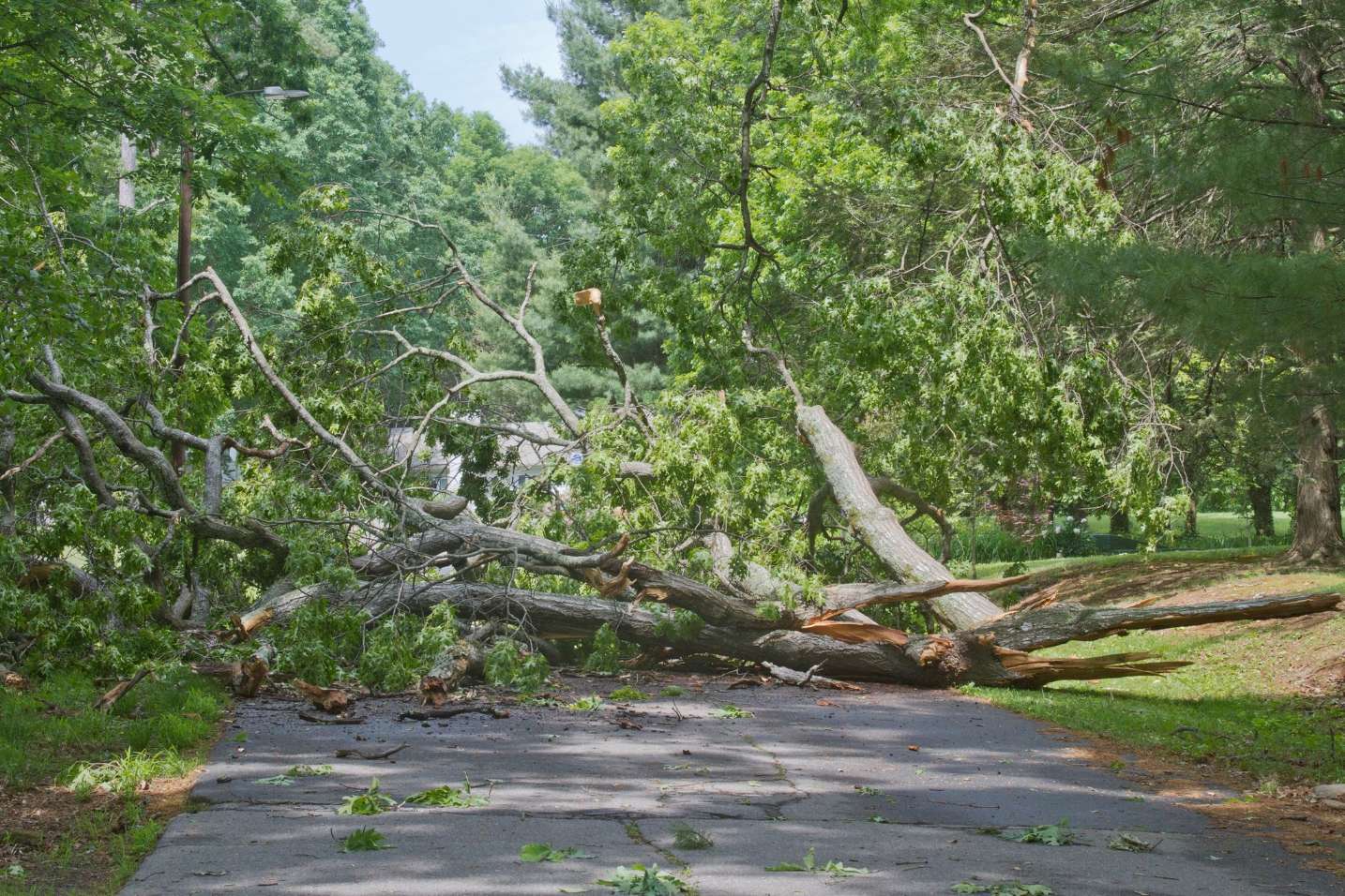 Tree Service Near Ridgeview South, Olathe, KS